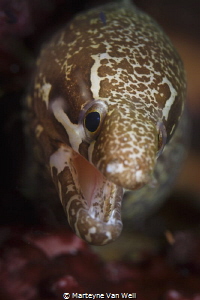Up Close with bartailed moray eel by Marteyne Van Well 